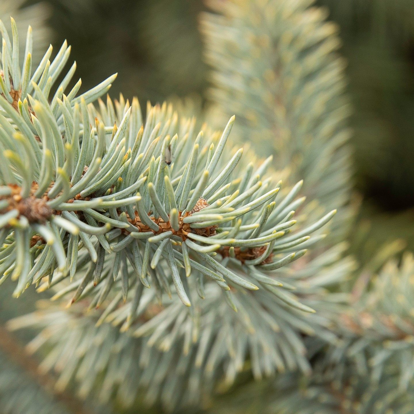 A close up of a pine tree branch with lots of needles.