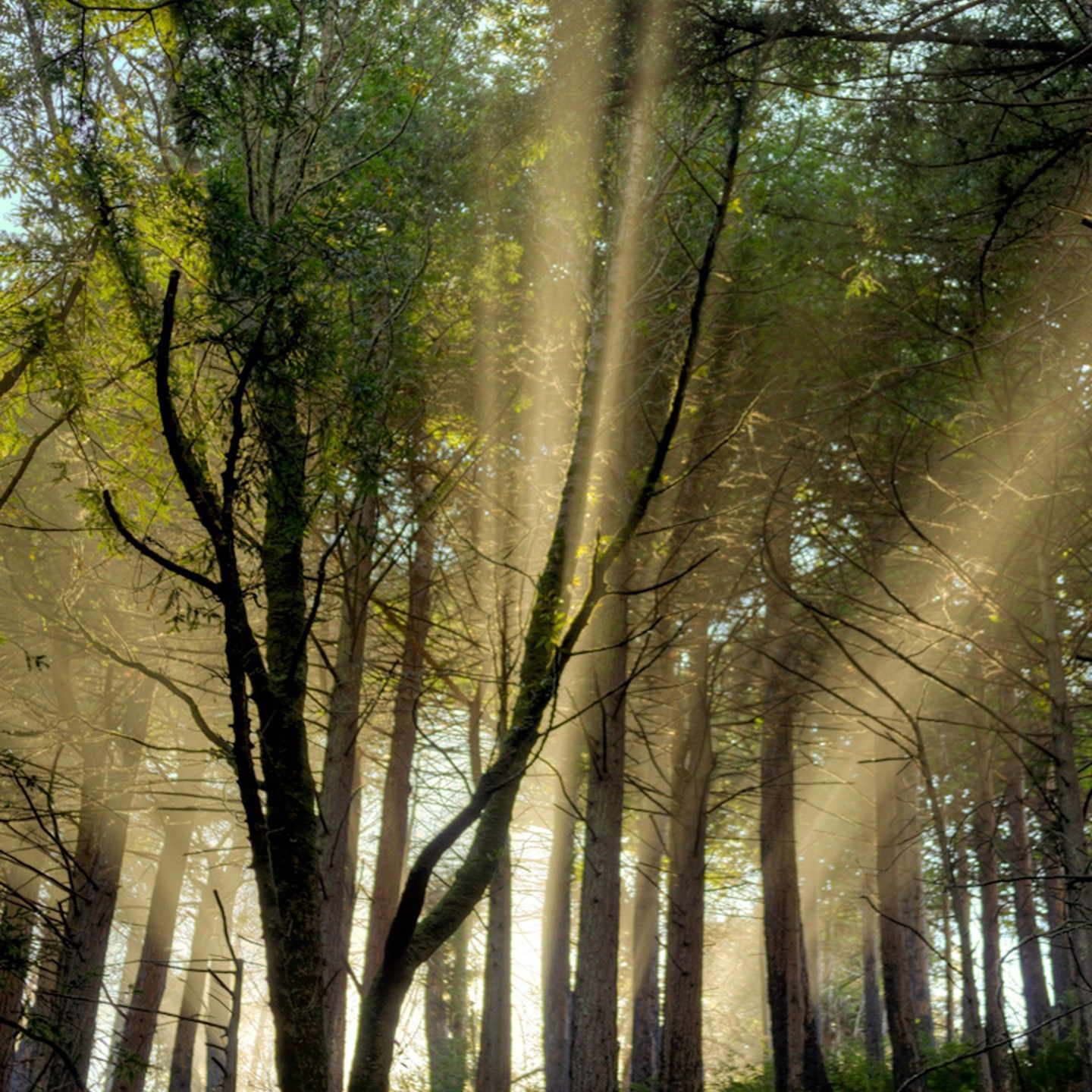 The sun is shining through the trees in the forest