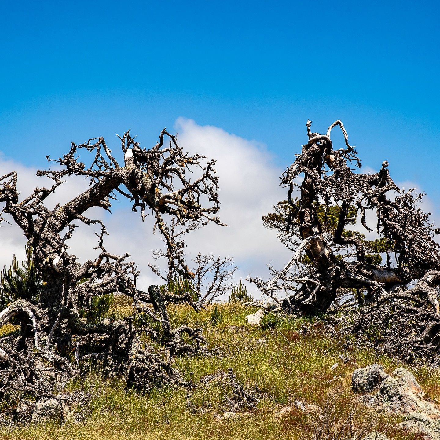 A tree with a blue sky in the background