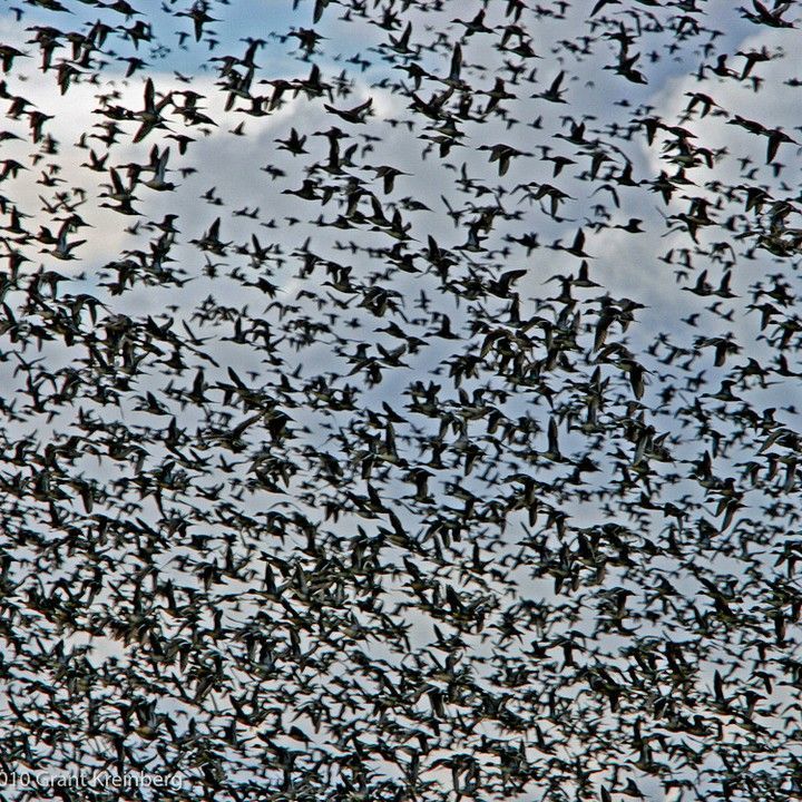 A large flock of birds flying in the sky