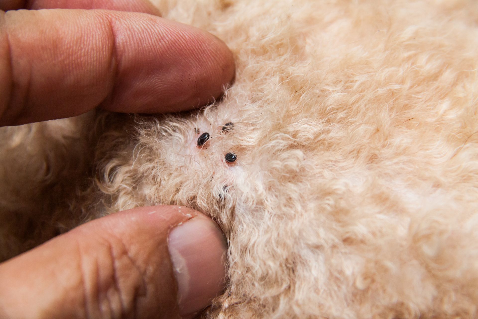 Fingers parting tan fur to reveal two tiny black ticks on an animal's skin