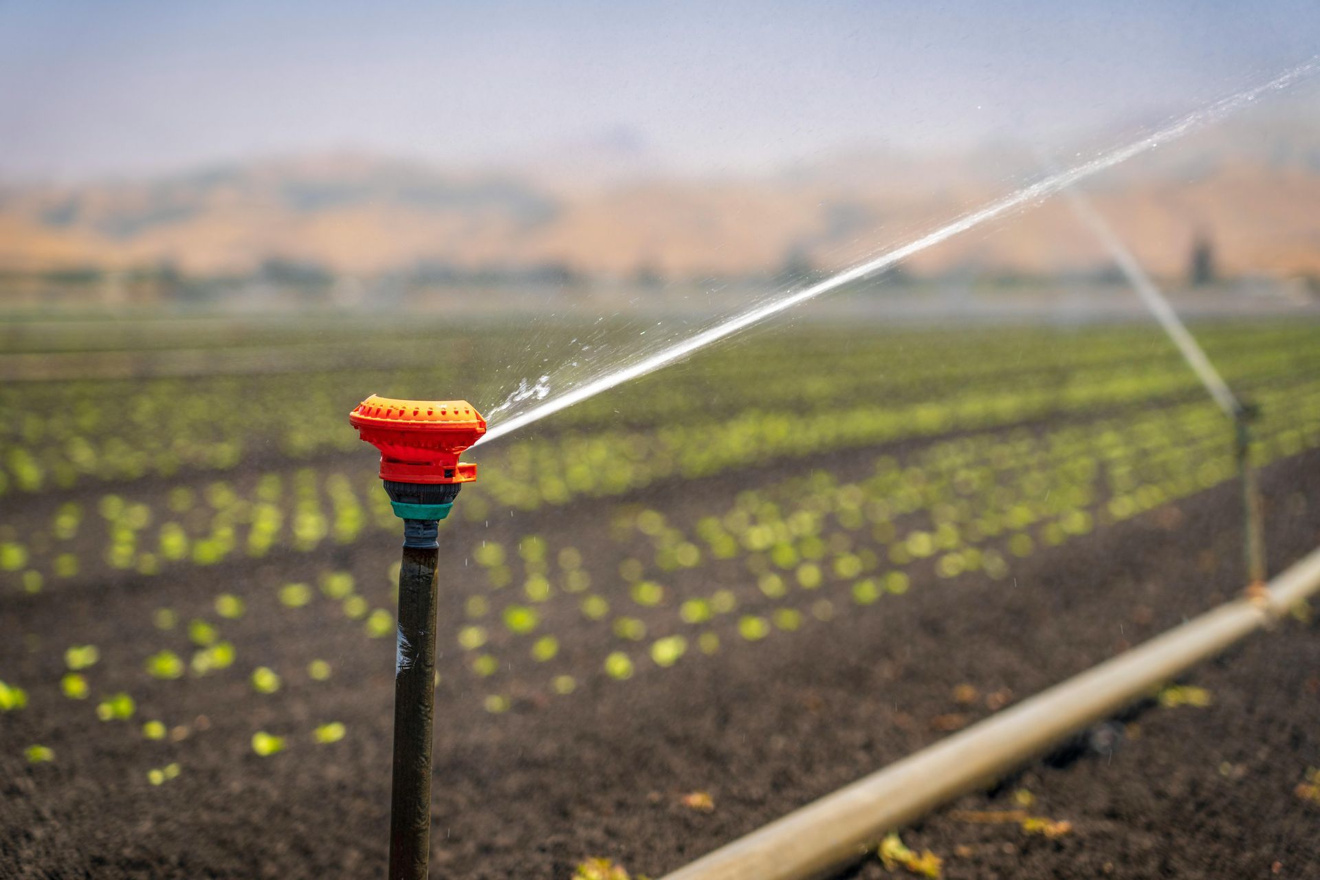 A sprinkler is spraying water on a field of lettuce.