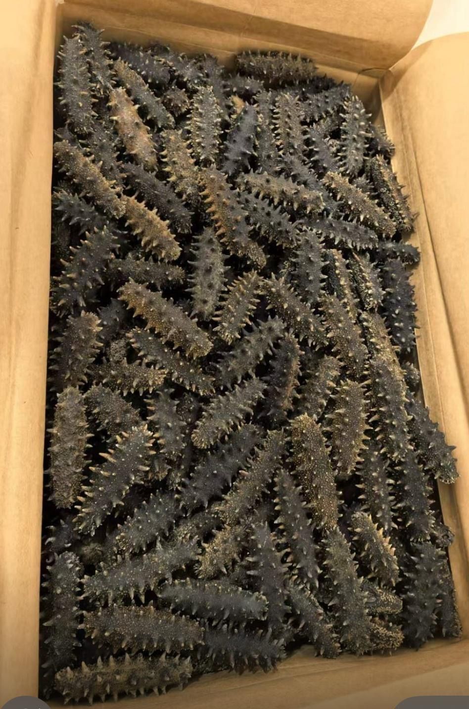 大連遼參40支頭