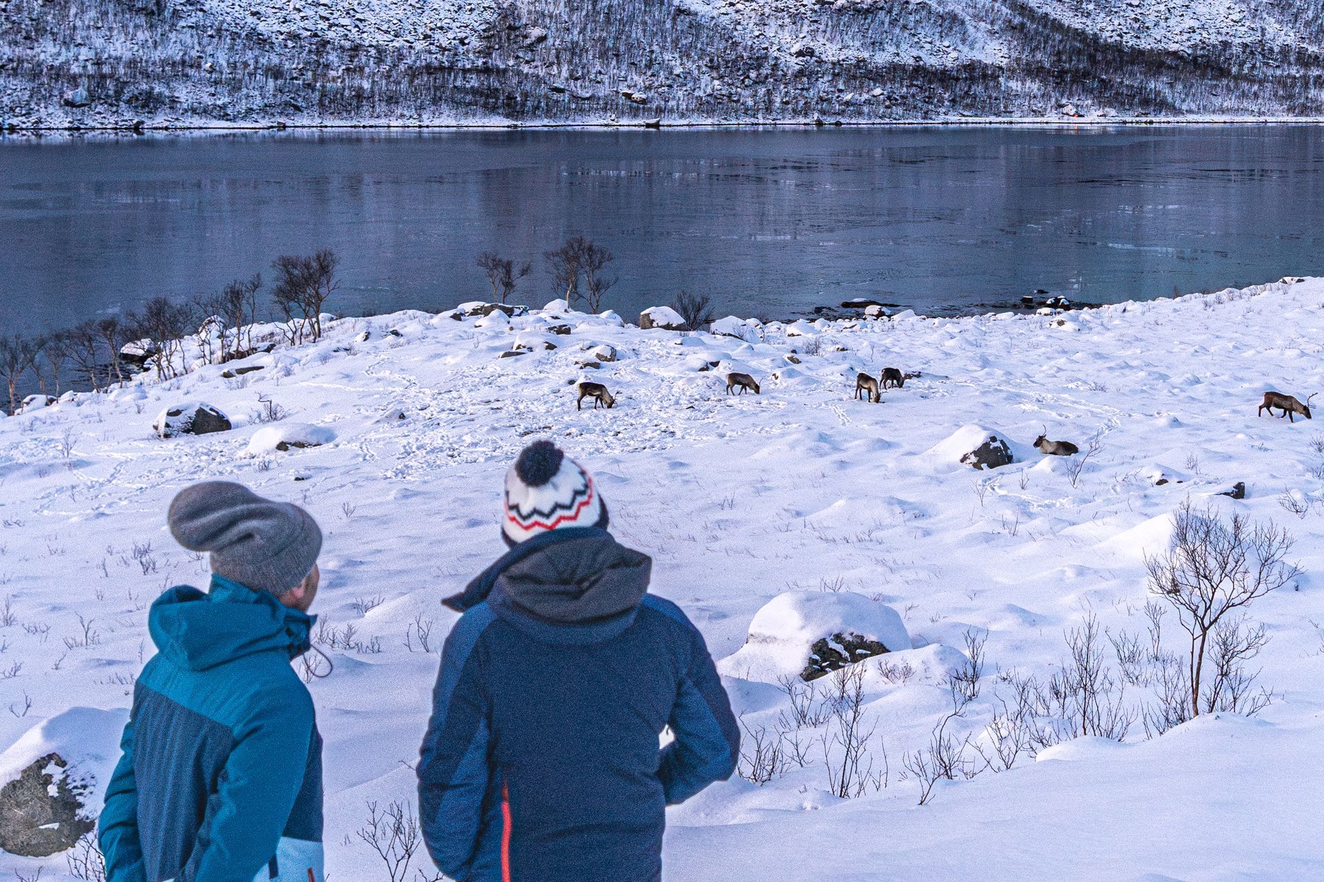 Arctic fjord landscape with wildlife on Tromsø tour by Unique Norway