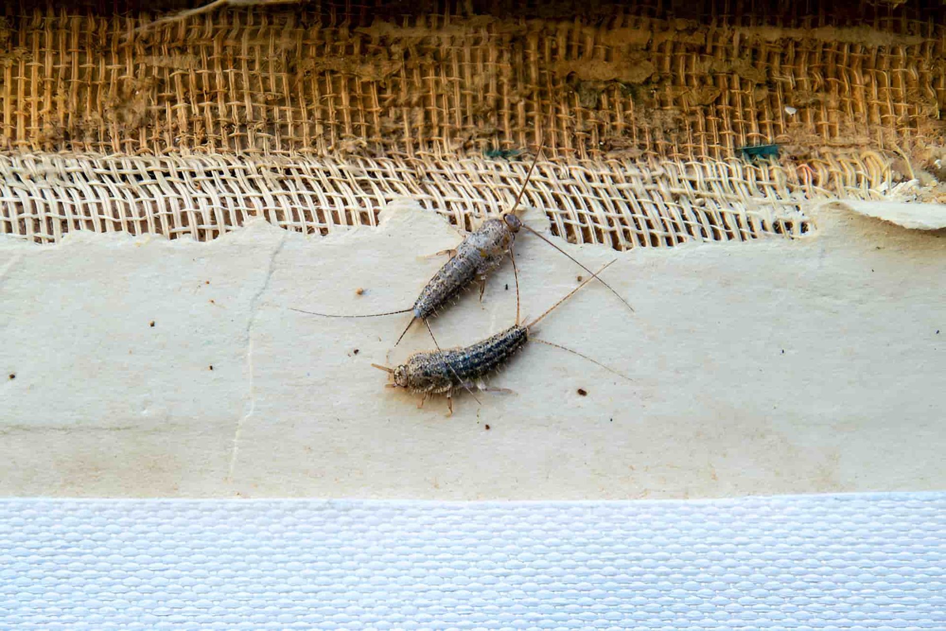 Two Silverfish Are Sitting on a Piece of Paper — City Coast Pest Solutions In Wollongong, NSW