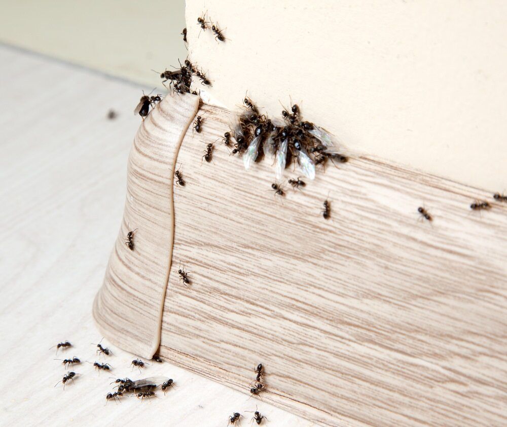 A Bunch of Ants Are Crawling on a Piece of Wood — City Coast Pest Solutions In Kiama, NSW