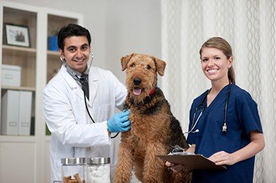 pet vaccination services