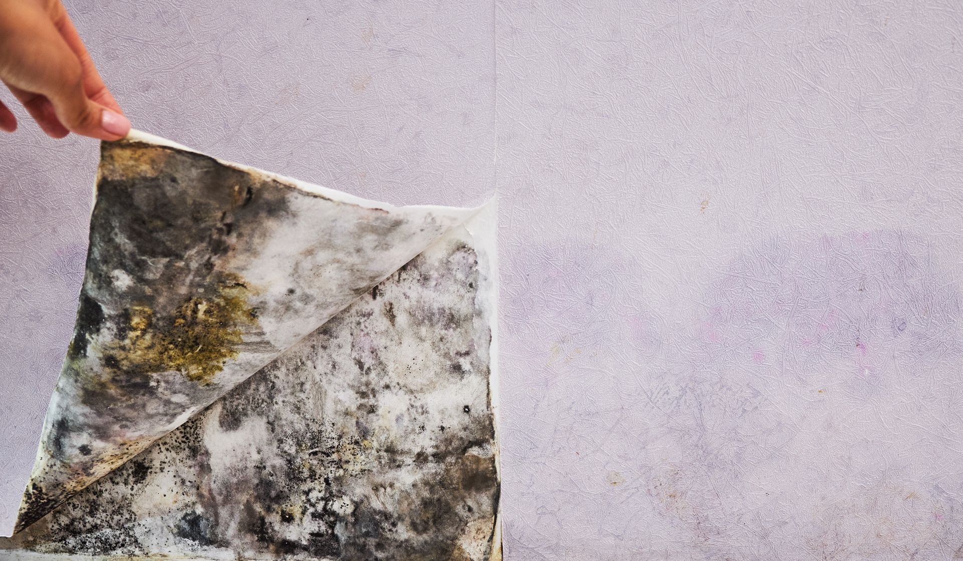 A person is holding a piece of mold on a carpet.