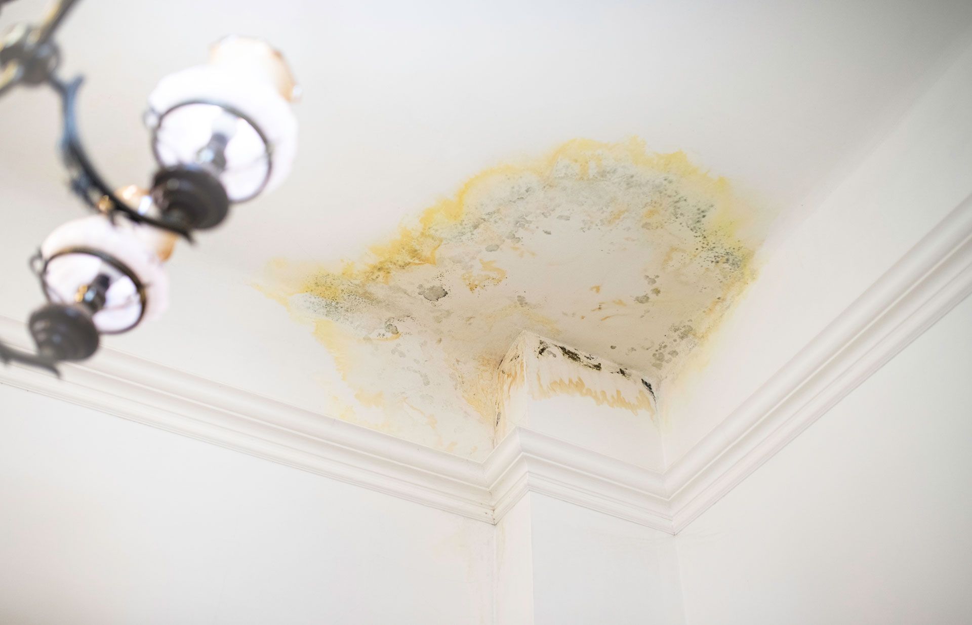 A ceiling with mold growing on it and a chandelier hanging from it.