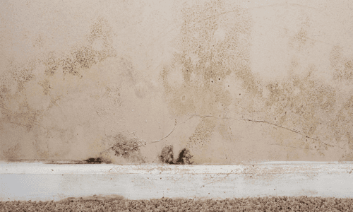damp edges of a wall