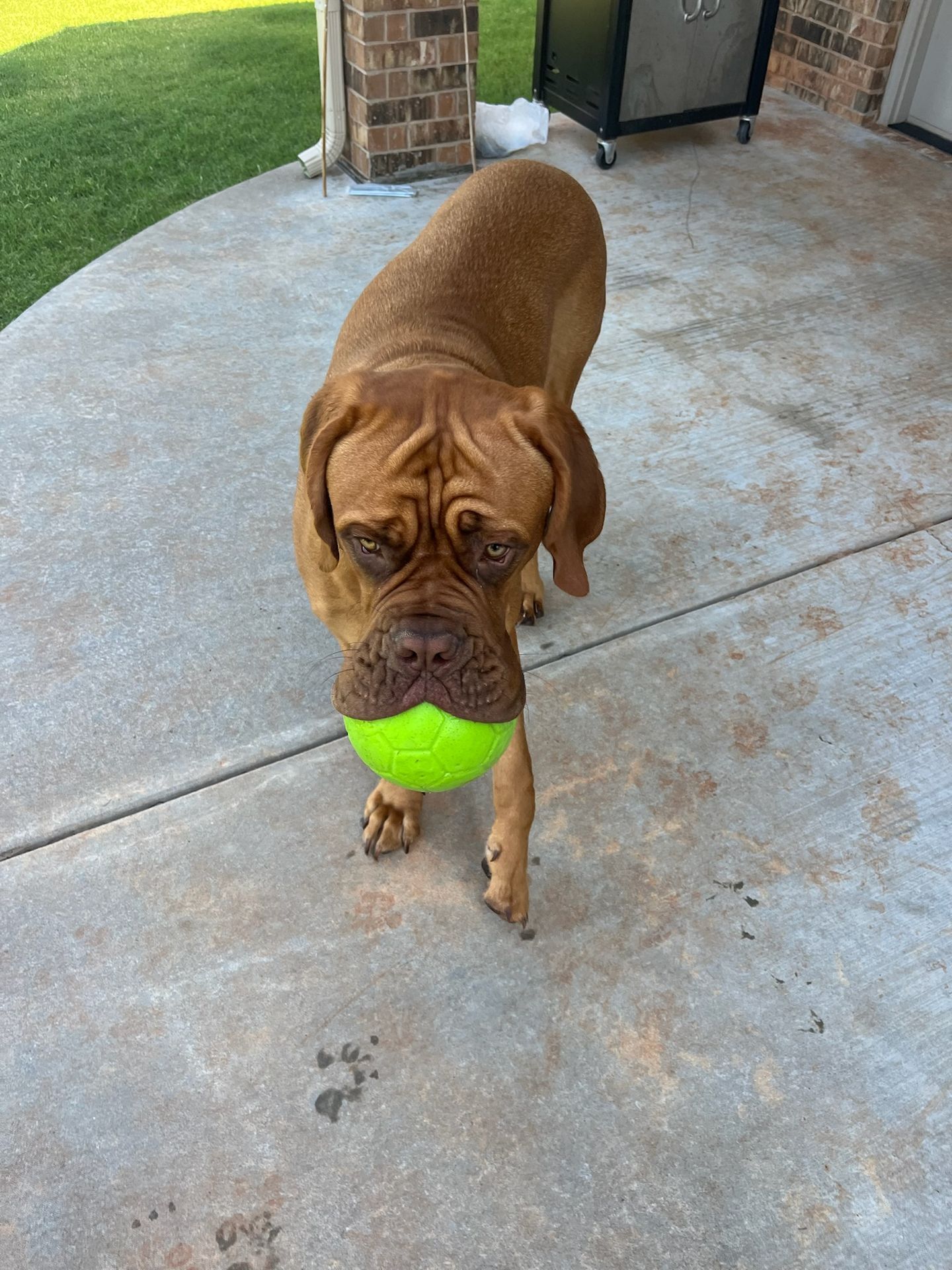 Dog holding a green ball in its mouth, standing on a concrete patio.