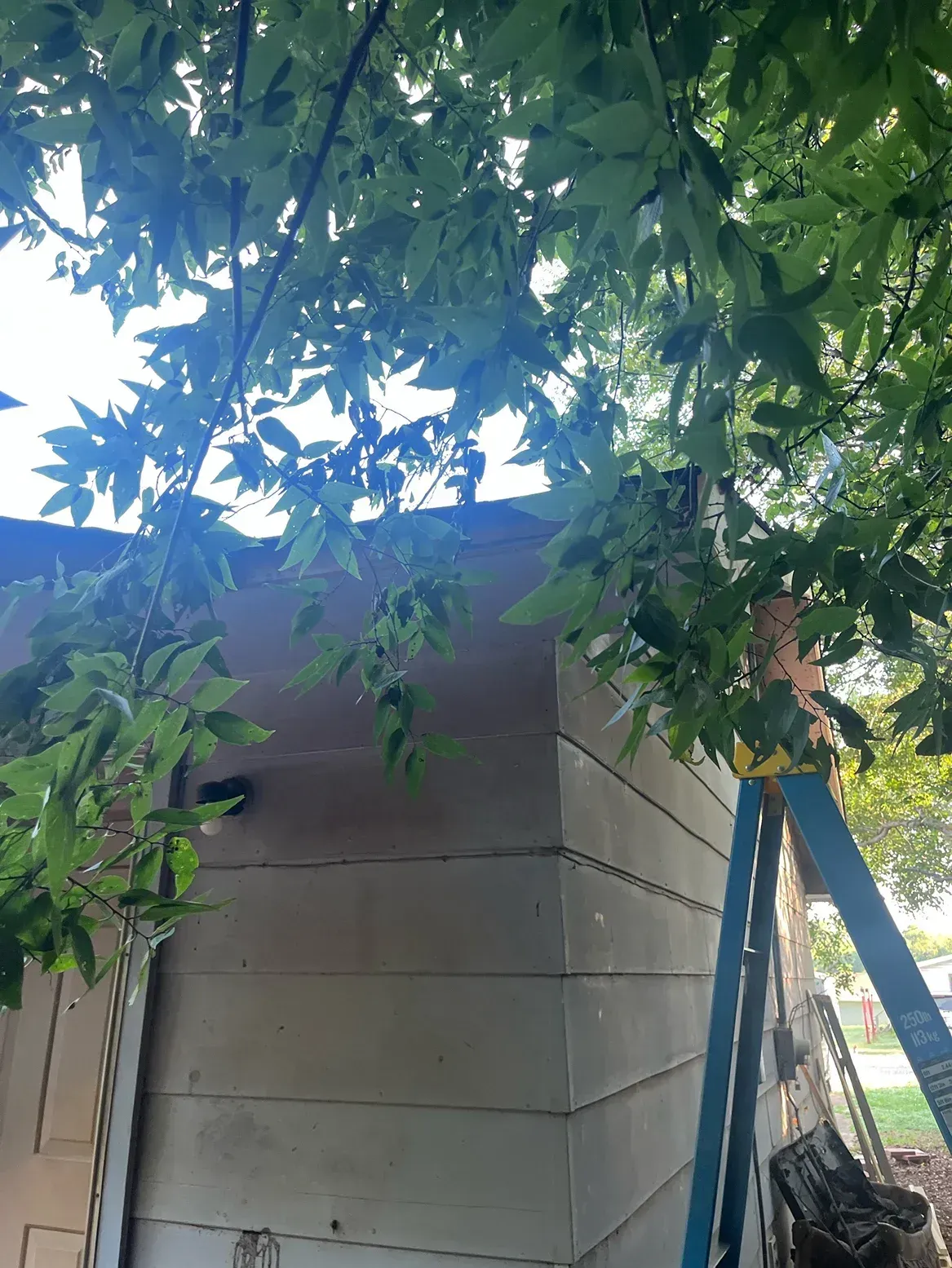 Exterior of a building with a blue ladder leaning against the side; tree branches overhead.