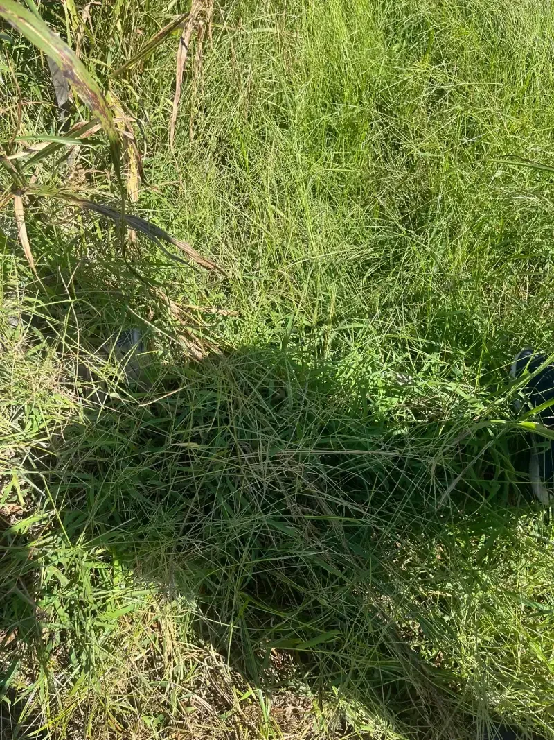 Green grass with dense, delicate, needle-like foliage; a sunlit outdoor field.