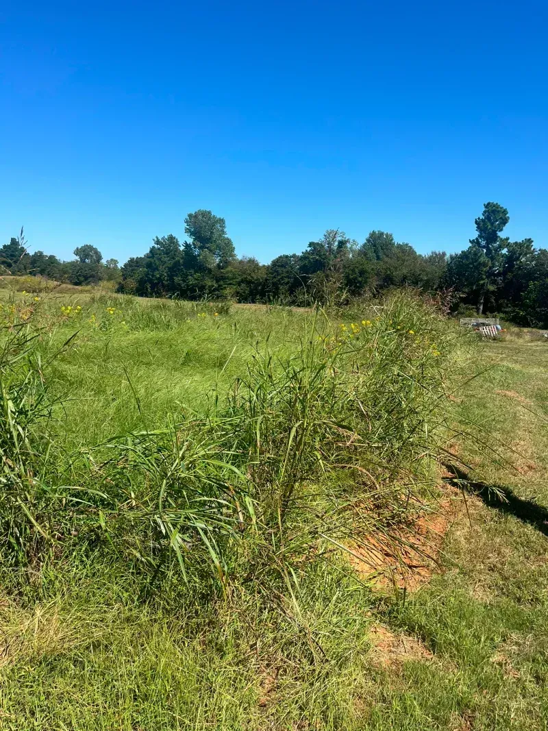 Grassy field under a clear blue sky, with trees in the background.