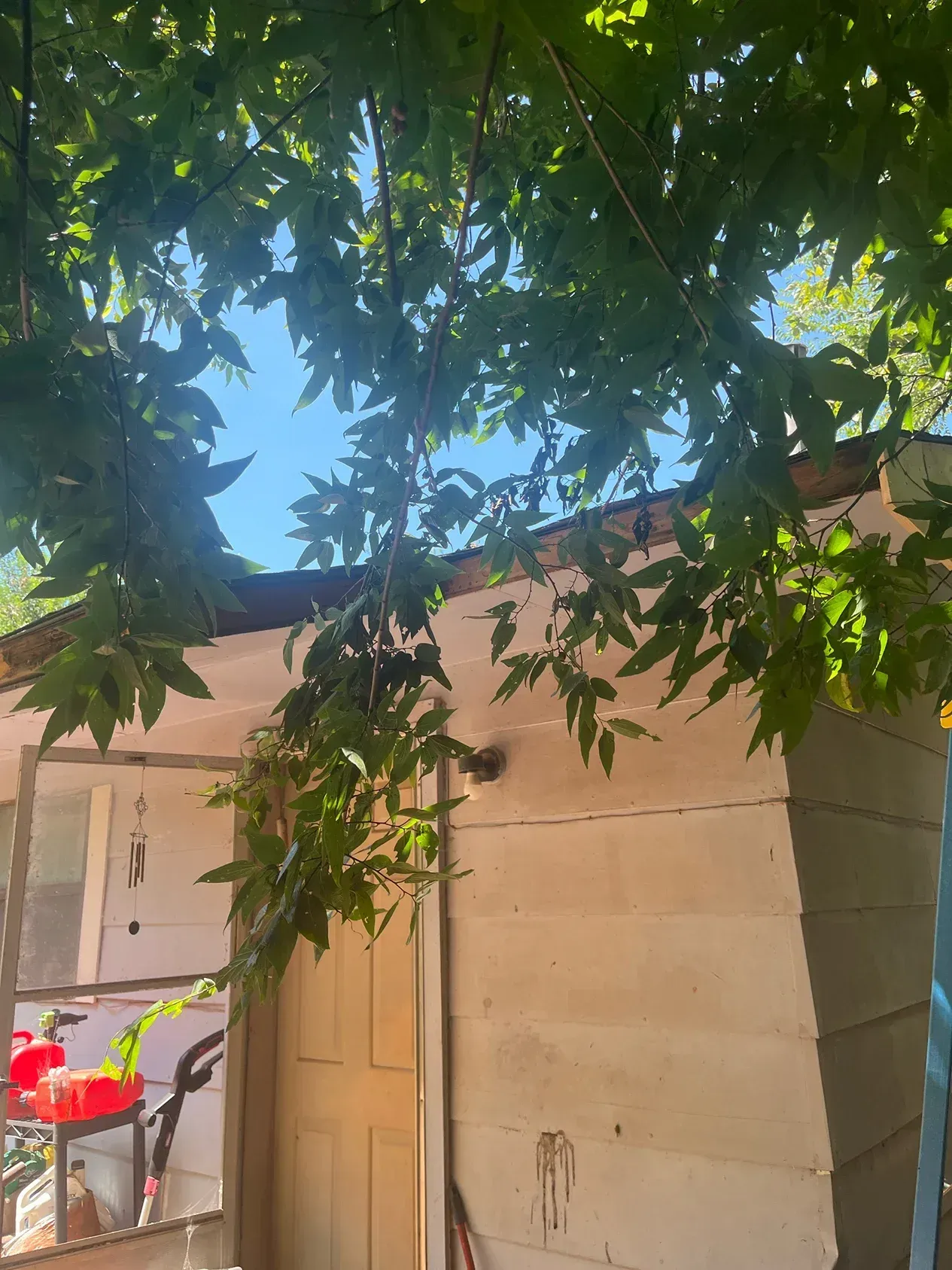Small, weathered building with wooden siding, partially obscured by green tree leaves.