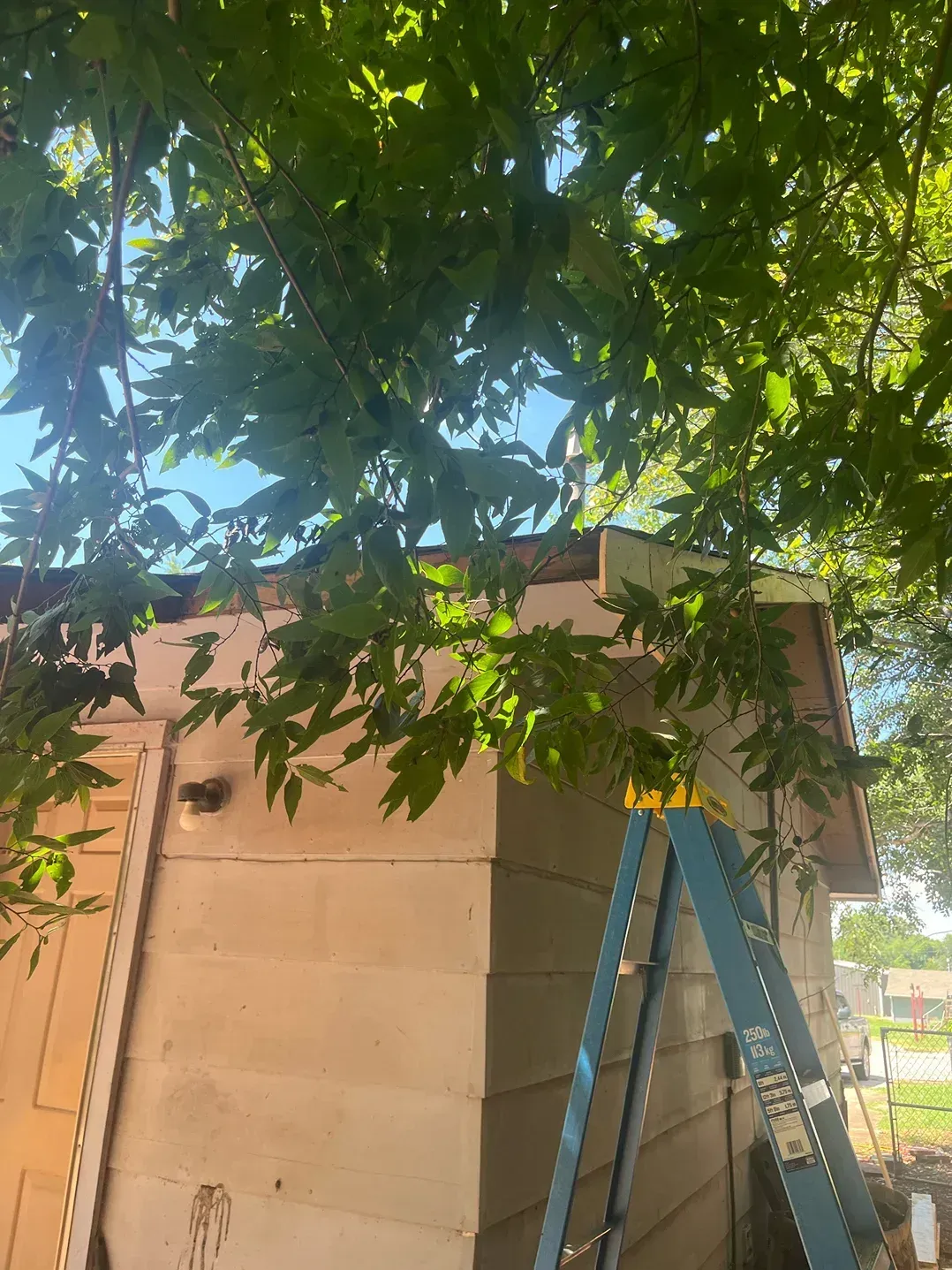 Exterior of a house under tree branches with a ladder leaning against it. Roof is partially exposed.