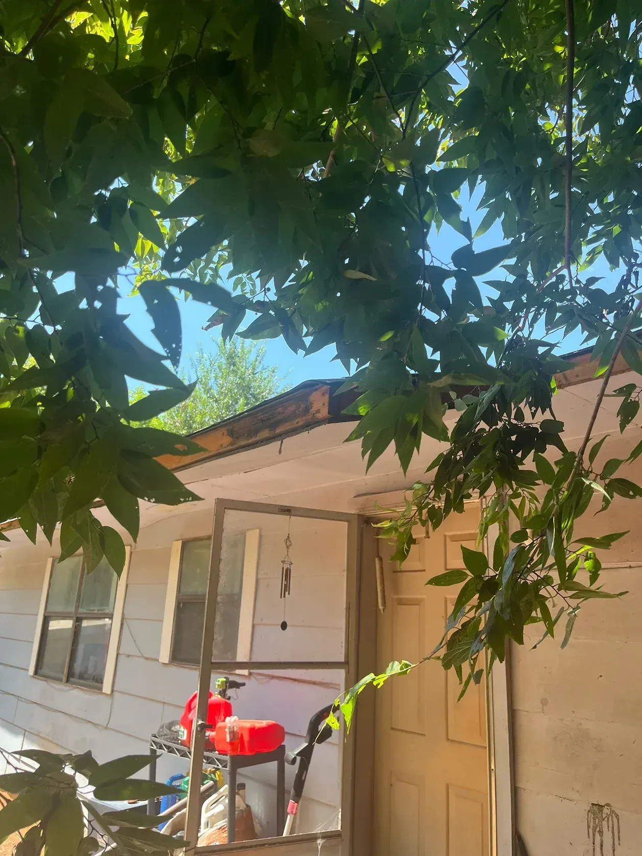 A house exterior is framed by tree leaves; a screen door and a red object are visible.