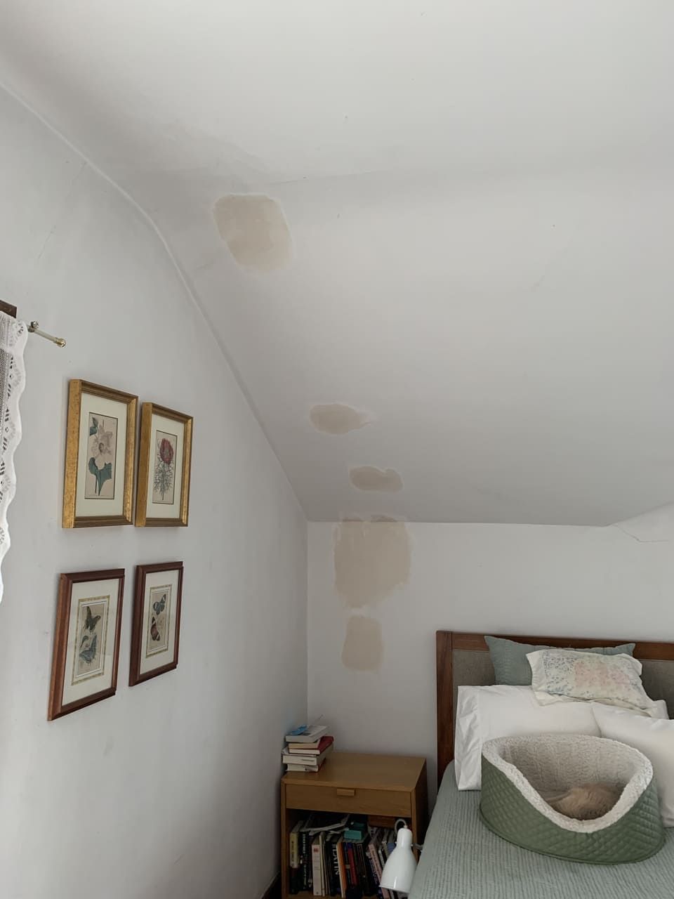 Berkeley Electric 36