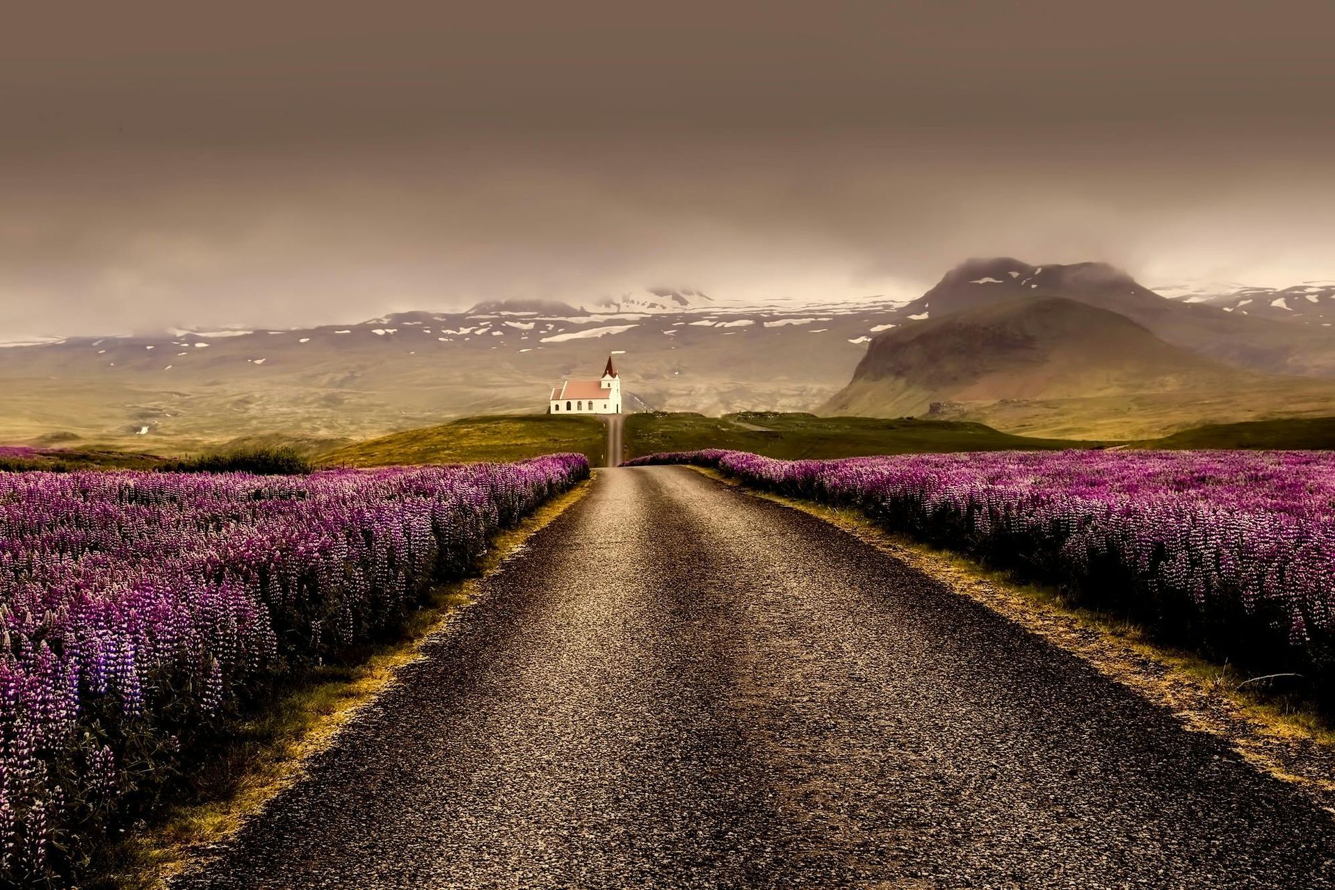 A road going through a field of purple flowers with mountains in the background.