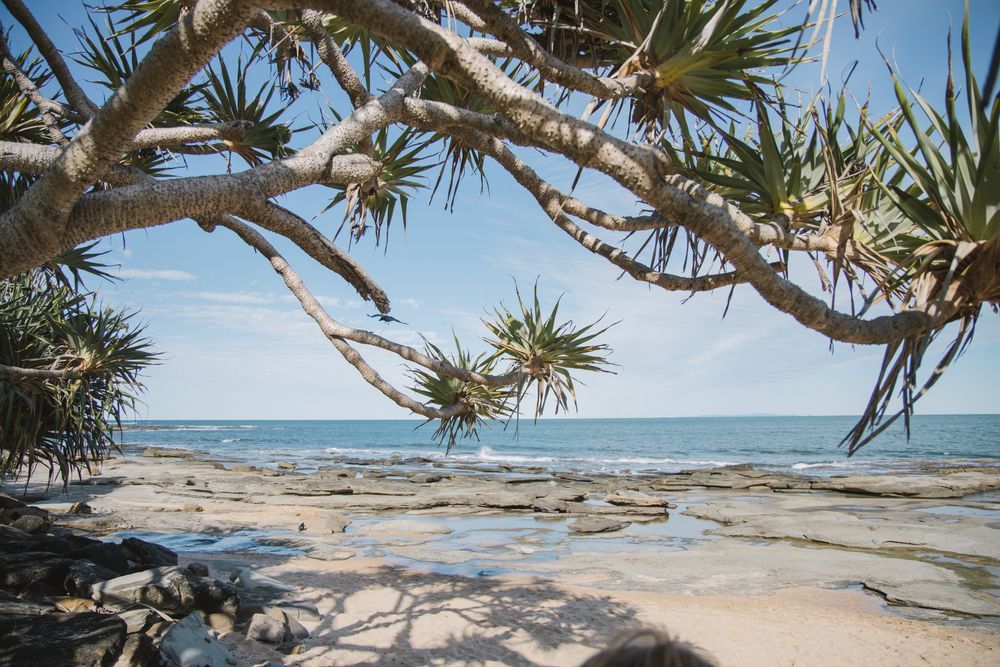 A Sunlit Coastal Scene With Overhanging Pandanus Tree — CTS Locksmiths in Caloundra, QLD