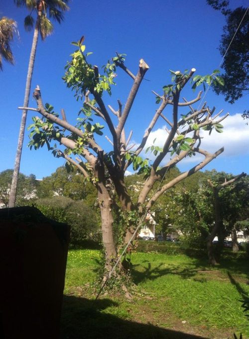 private tree pruning