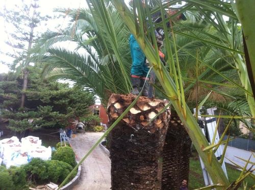 pruning of a palm tree