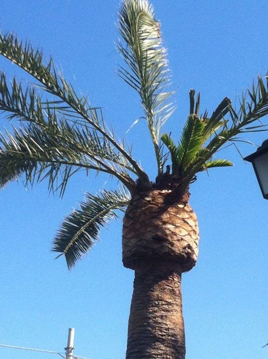 palm tree infested with red weevil