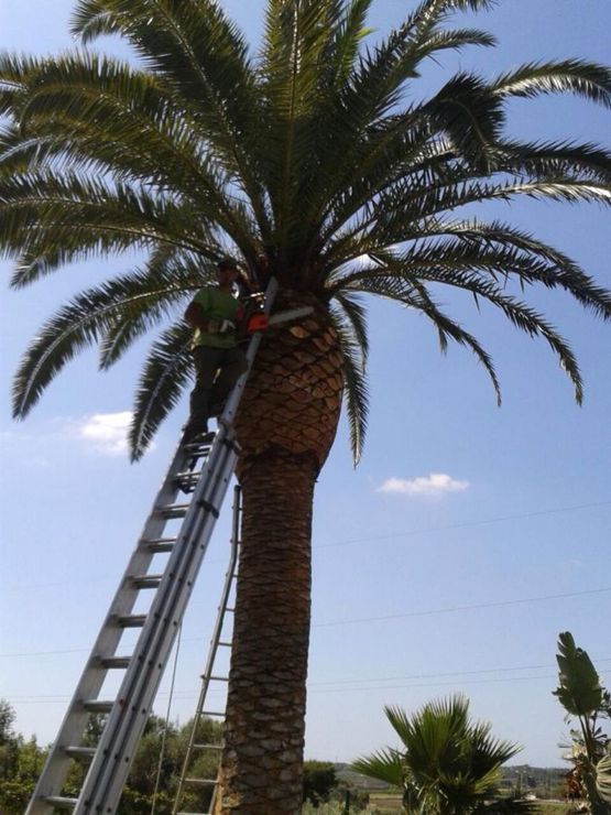 palm pest control against the red weevil