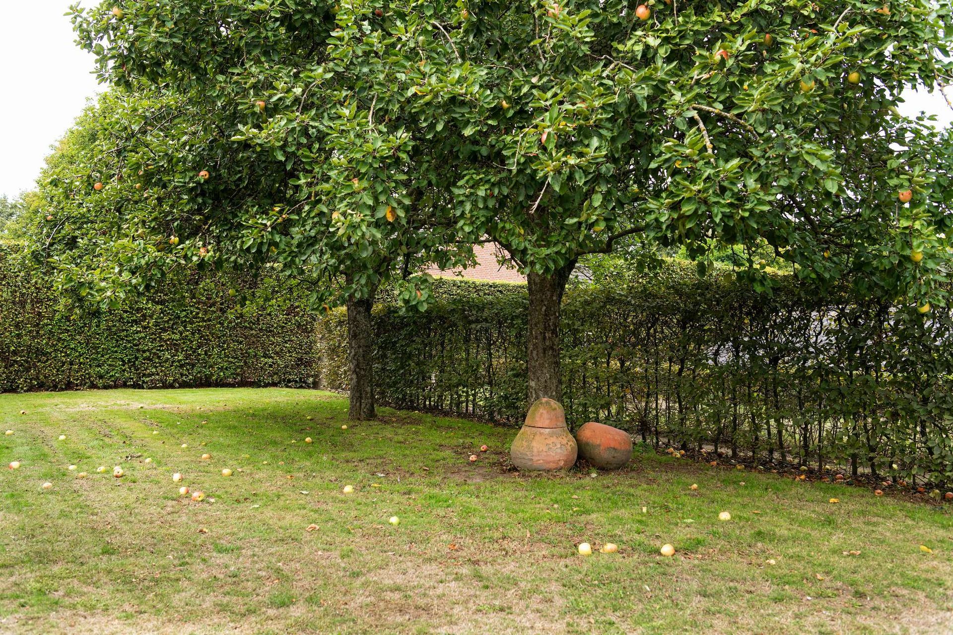 Appelboom met groene bladeren, gevallen appels op het gras, met bruine potten aan de voet. Groene heg op de achtergrond.