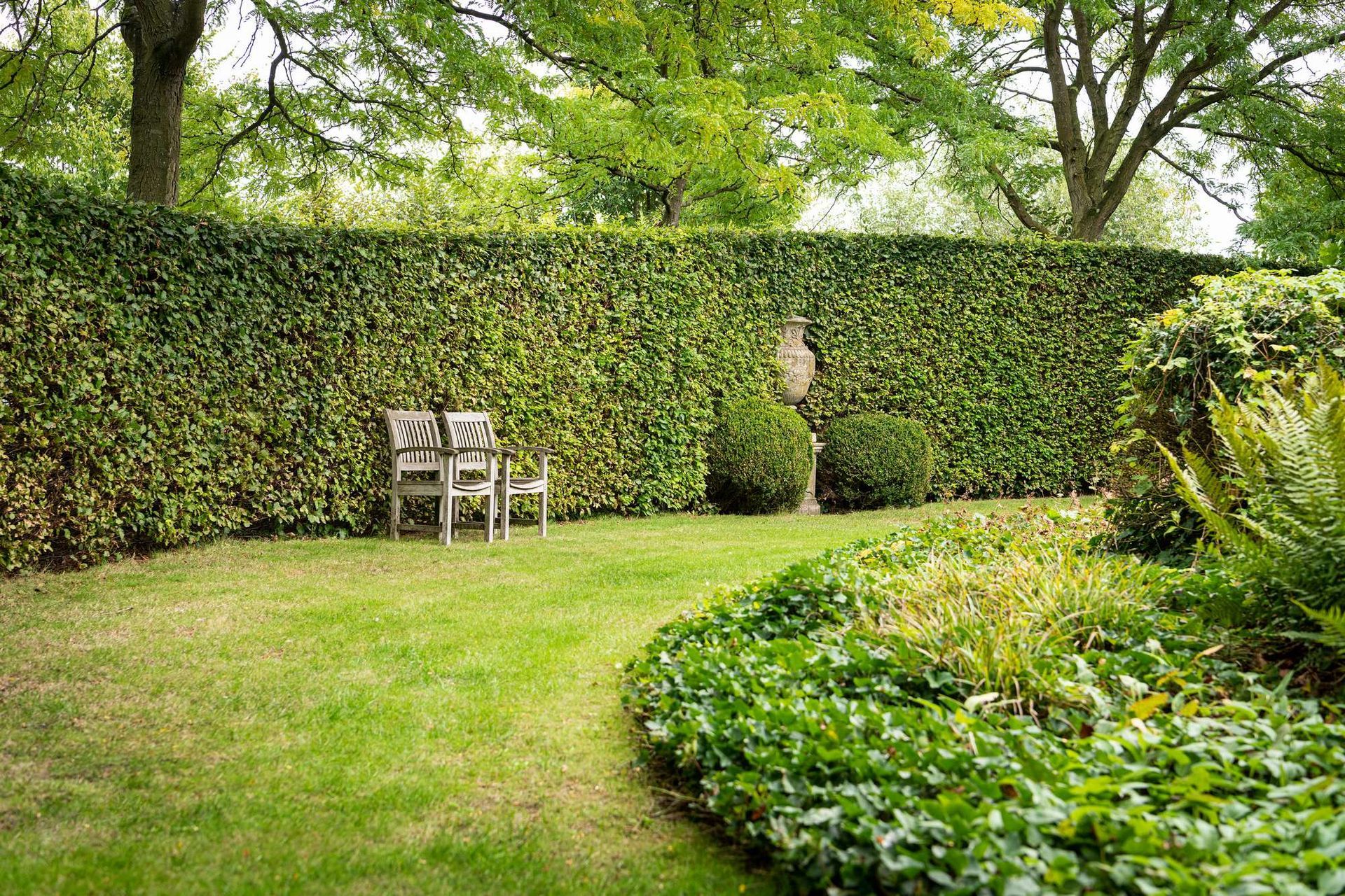 Een weelderige groene haag in een tuin, met twee stoelen, gras en andere planten.