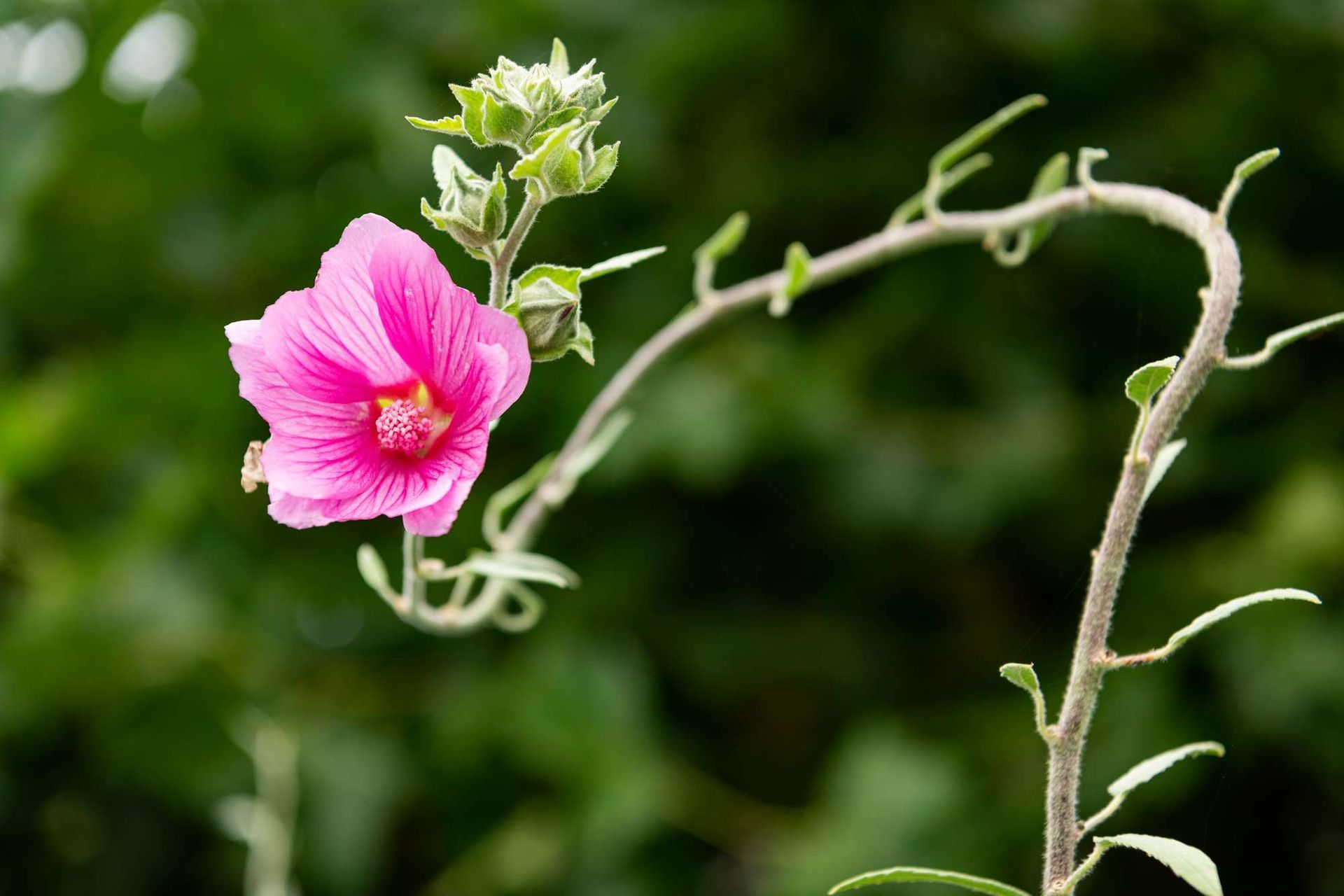 Een roze bloem groeit op een plant met een groene achtergrond.