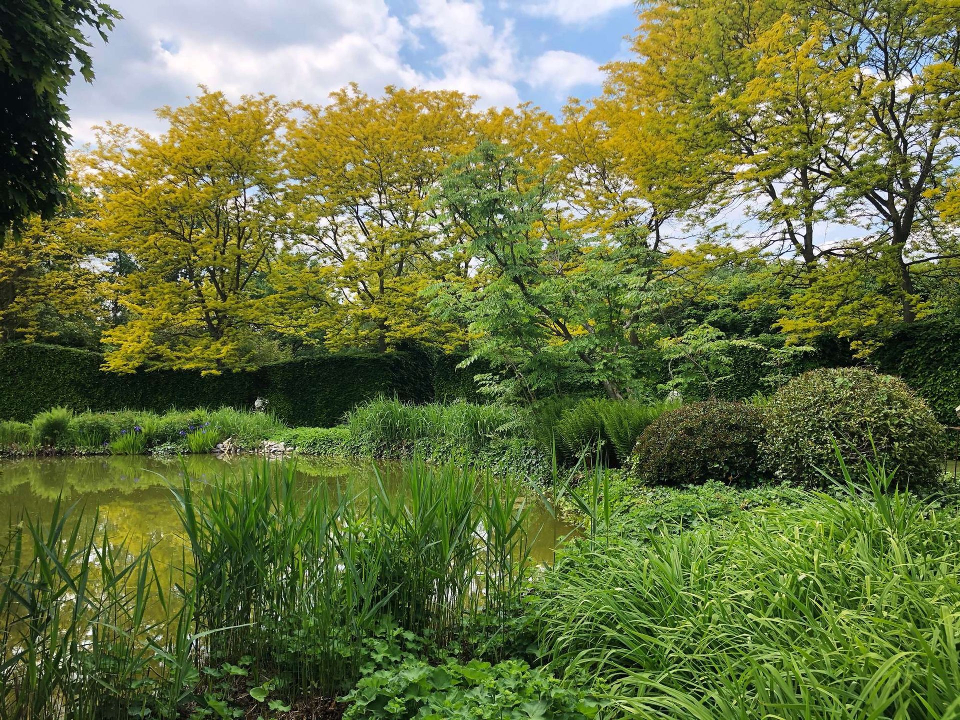 Een vijver met weelderige groene planten en bomen met geelgroene bladeren onder een bewolkte hemel.