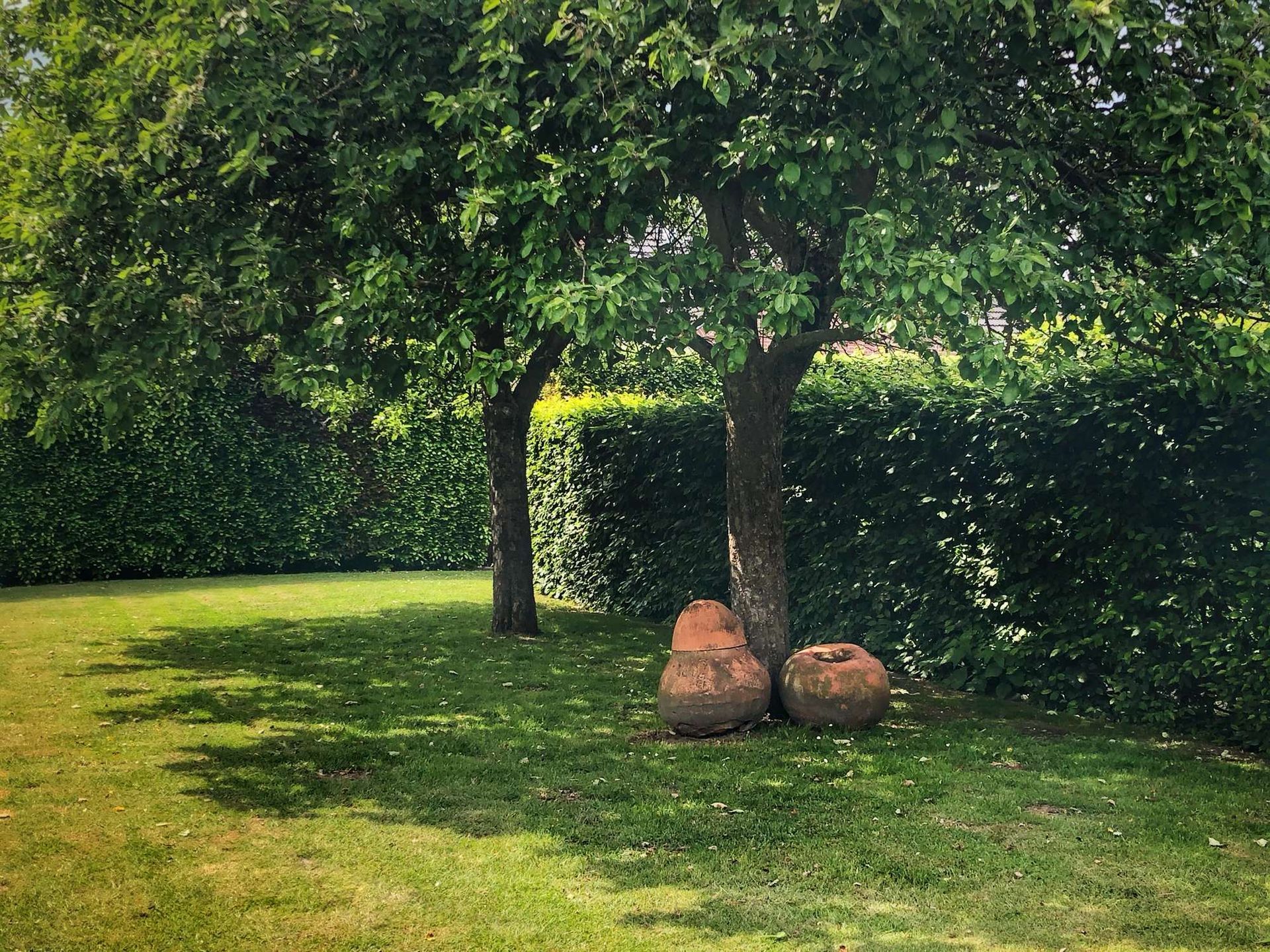 Groen gazon met twee bomen, terracotta potten aan de voet en een heg op de achtergrond.