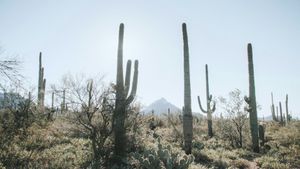 A row of saguaro cactus in the desert with a mountain in the background.