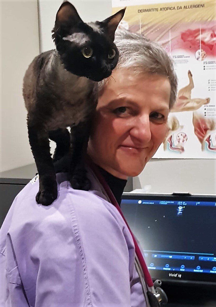 Ecocardiografia veterinaria