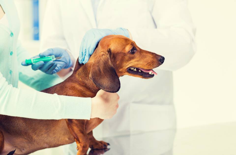 Assistenza veterinaria cane presso la Clinica Animal Center