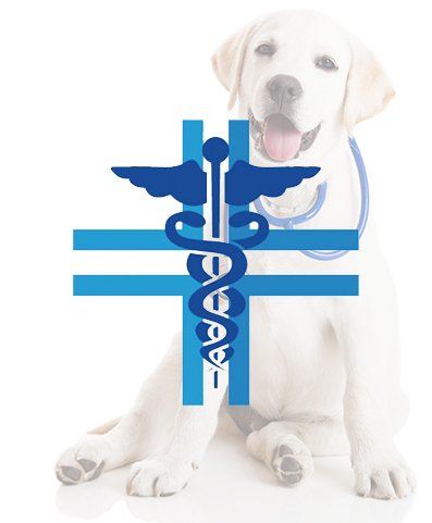 Broncoscopia veterinaria