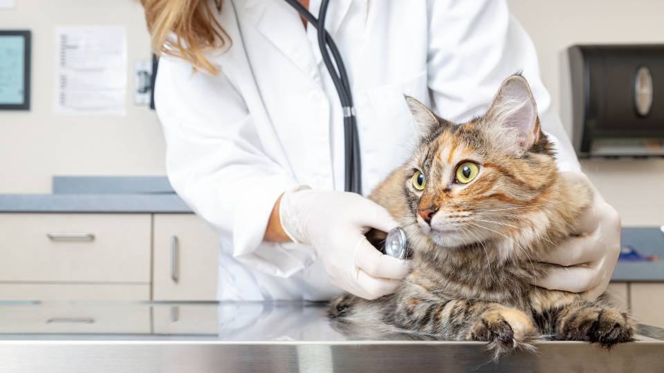 Visita veterinaria gatto