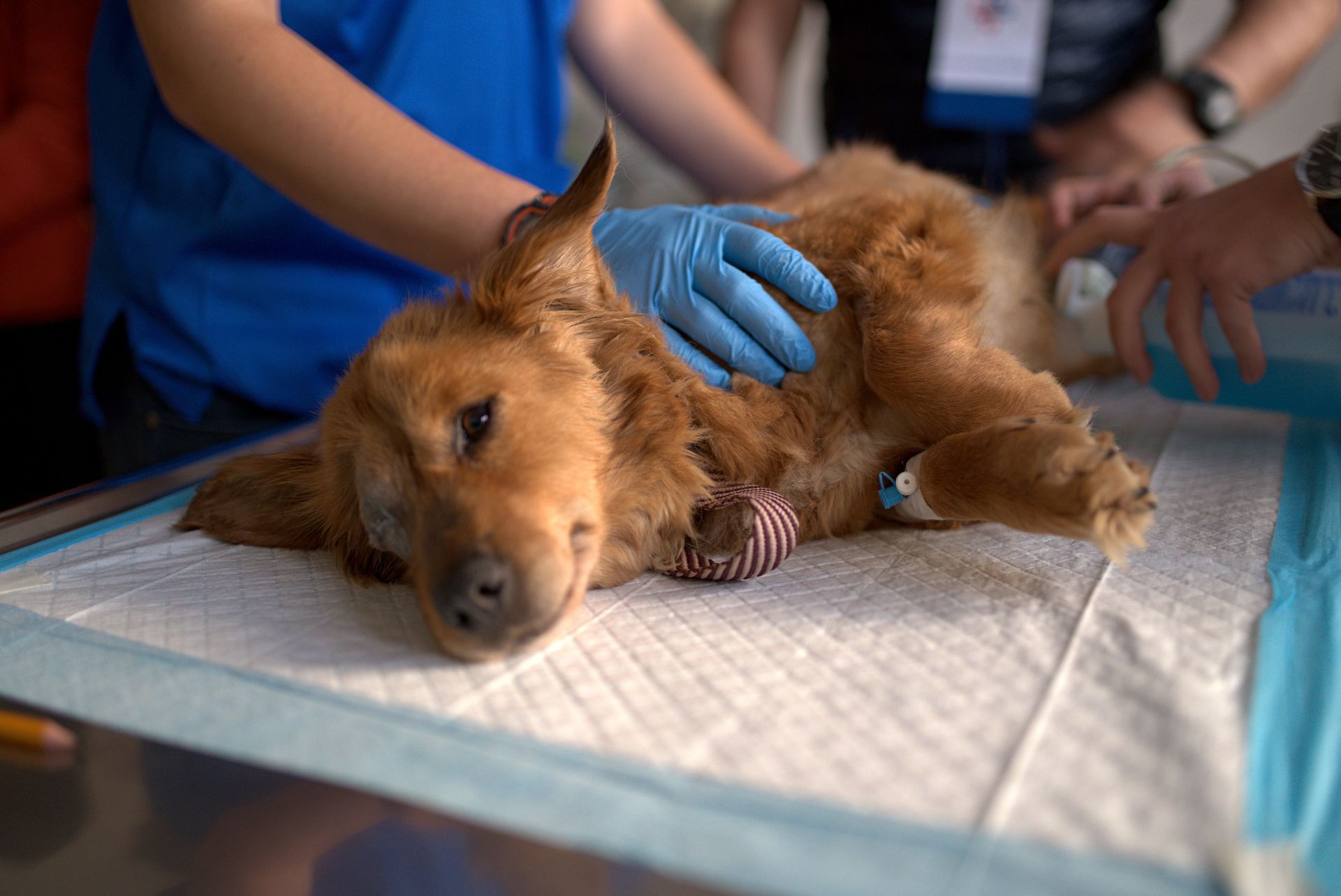 Intervento chirurgico presso Clinica Veterinaria Animal Center