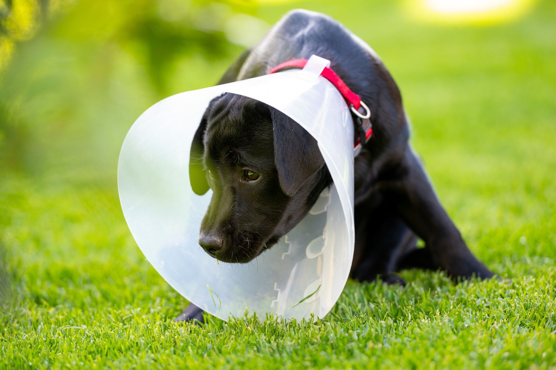 Riabilitazione veterinaria presso clinica Animal Center a Brescia