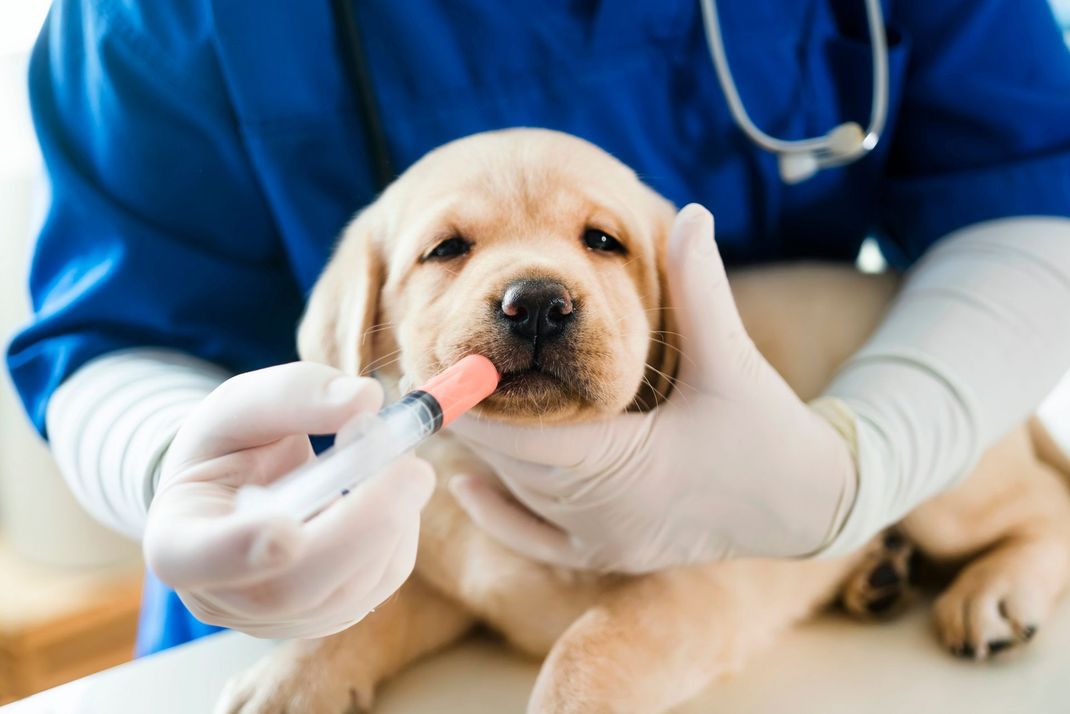 Cucciolo durante visita veterinaria