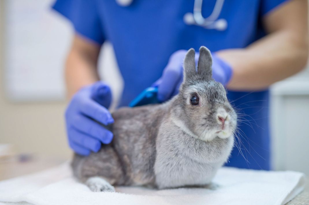 Visita veterinaria cane e gatto