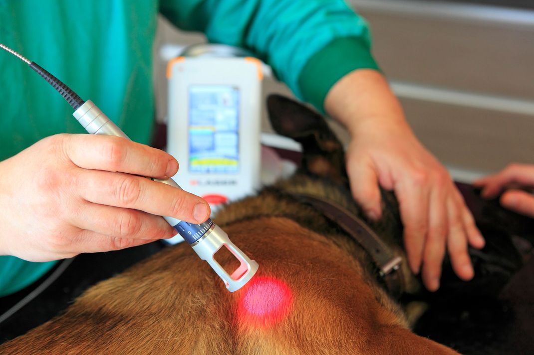 Cane di razza visita veterinaria