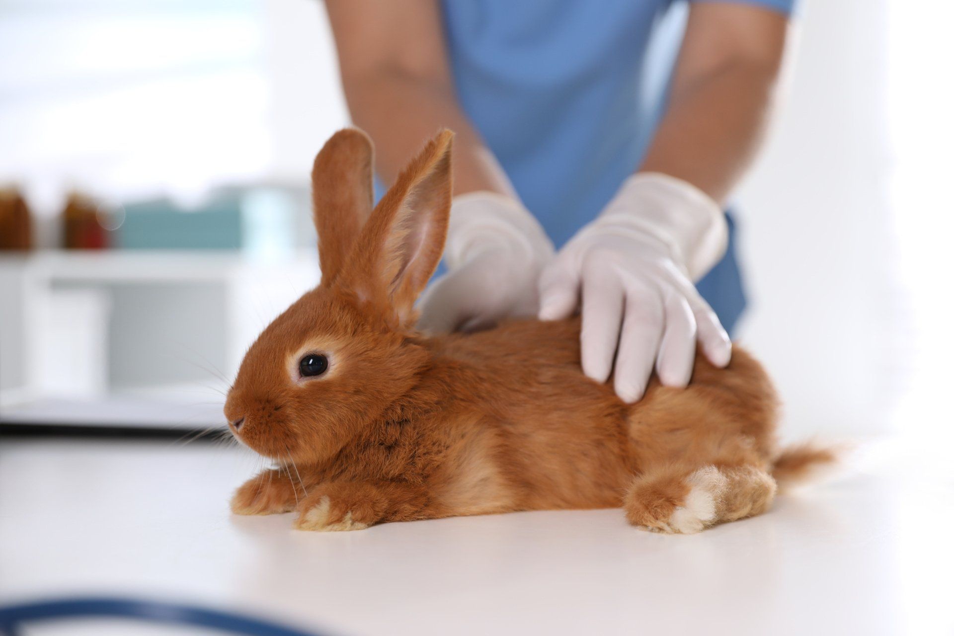 visita veterinario coniglio