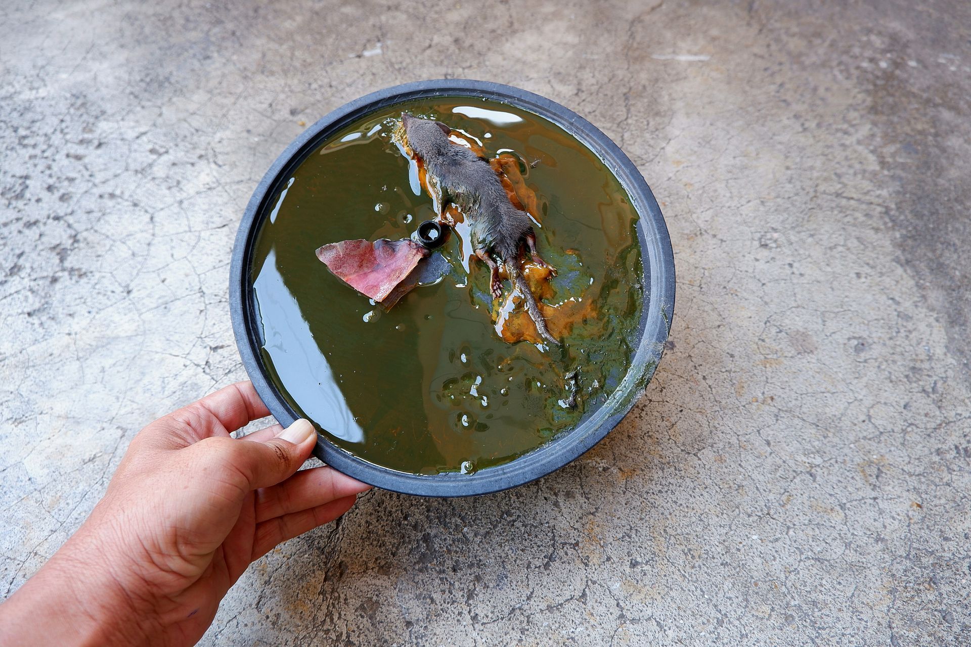 A hand holds a circular tray containing a dark, murky liquid with a deceased rodent floating in it.
