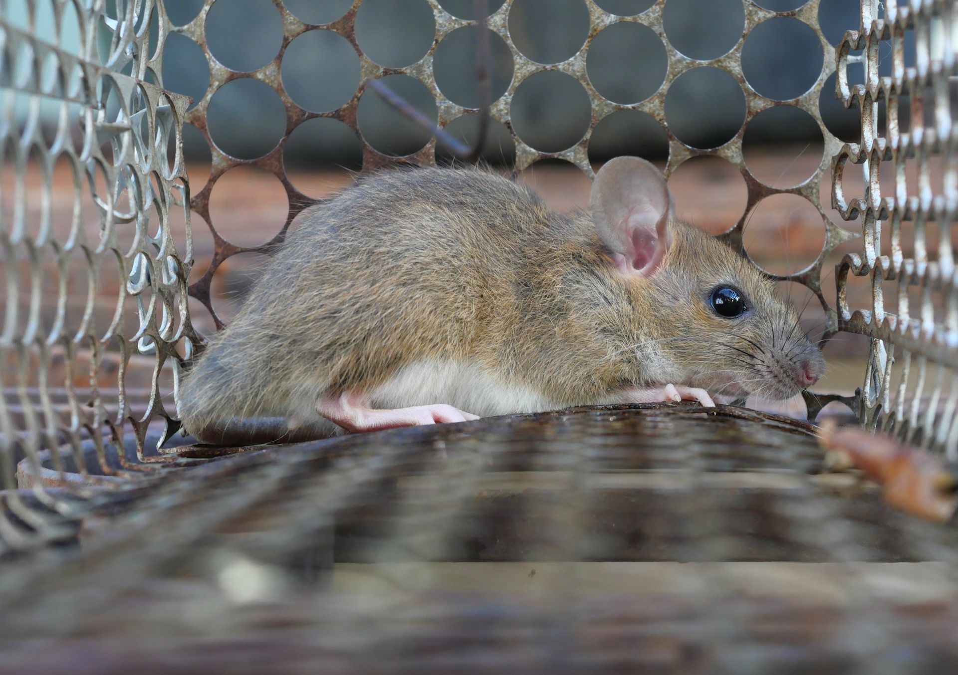 A brown mouse sits inside a wire cage trap.