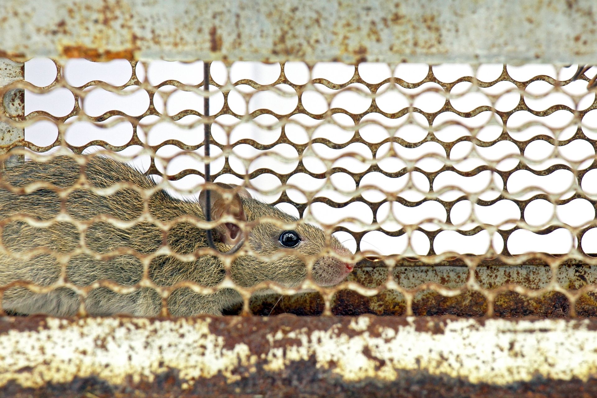 A brown rodent is trapped inside a rusty, metal wire cage.