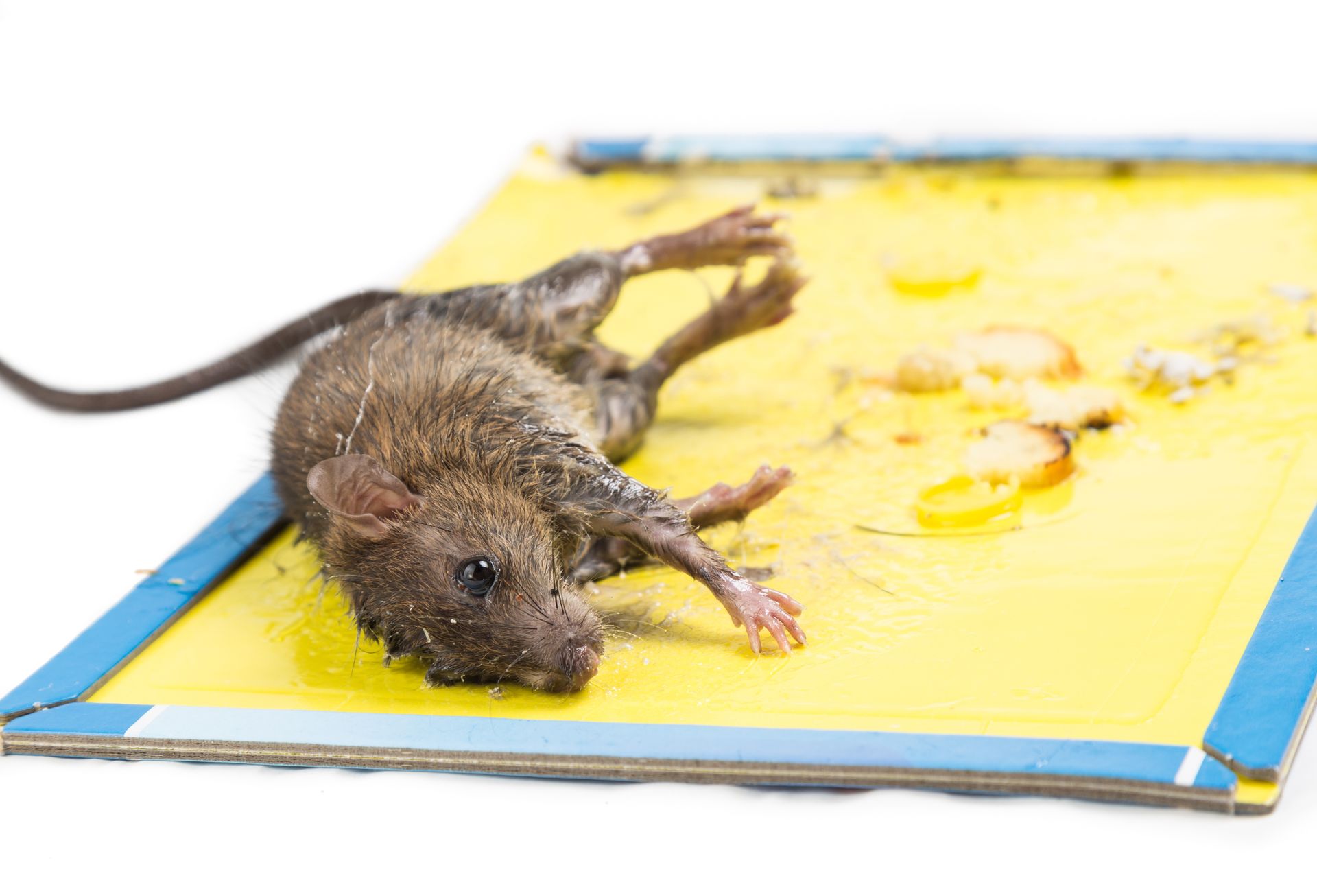 A brown rodent trapped on a bright yellow glue board against a white background.