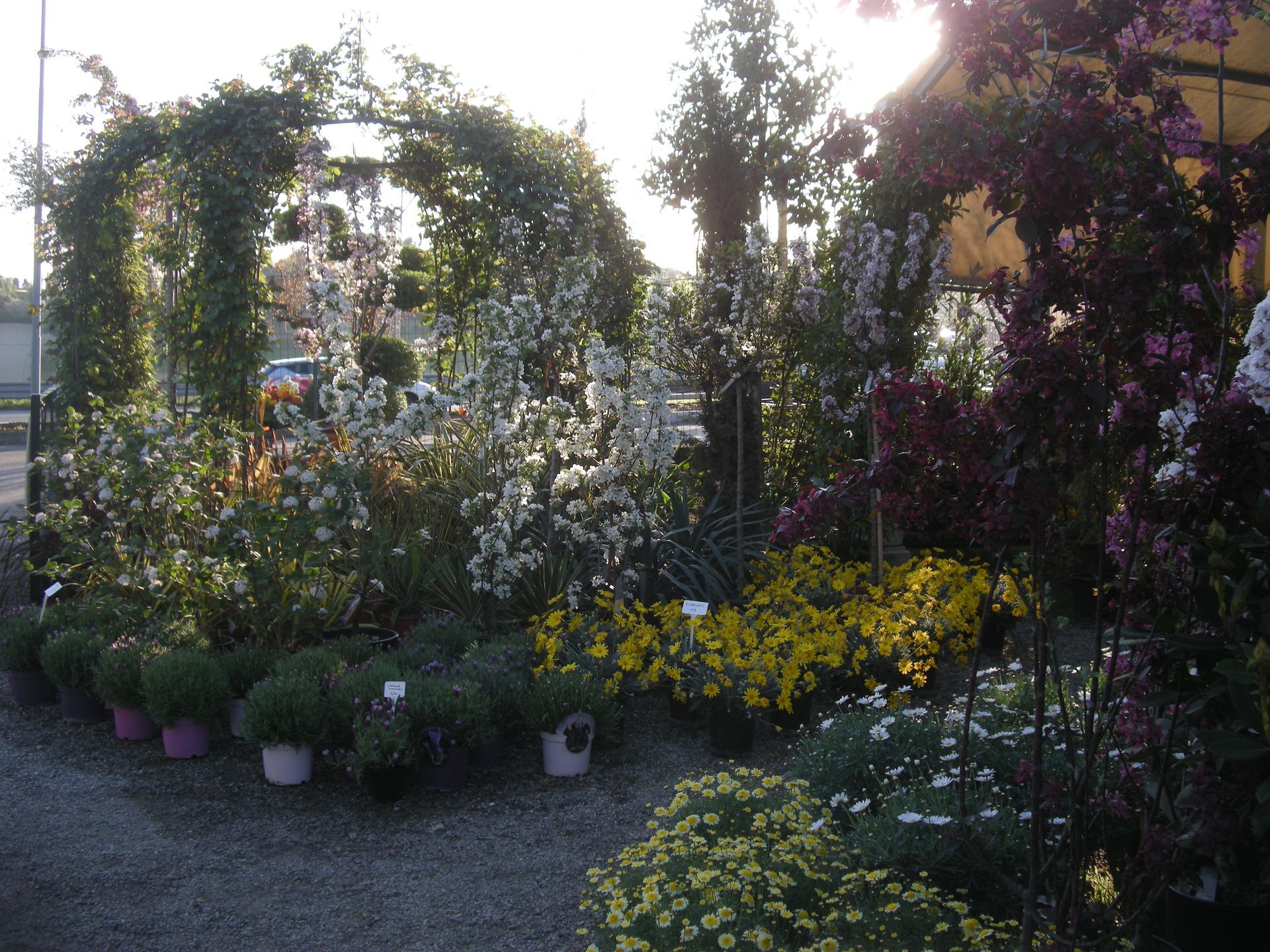 piante del vivaio a Torino Gardeland