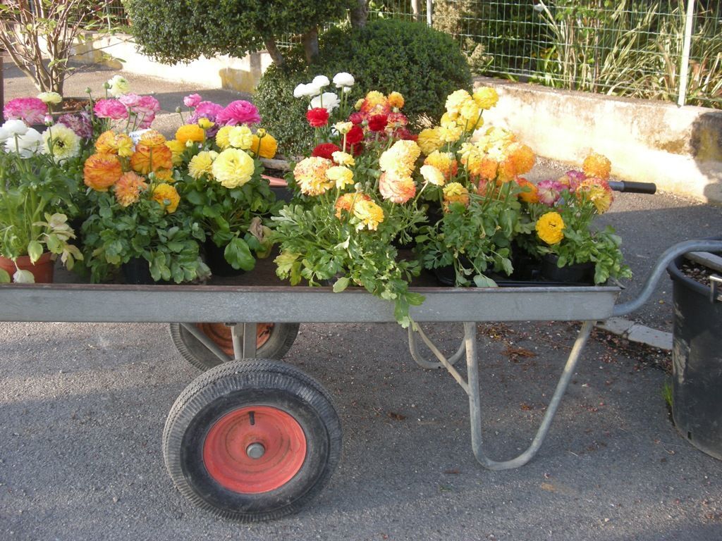 fiori per il giardino a Torino